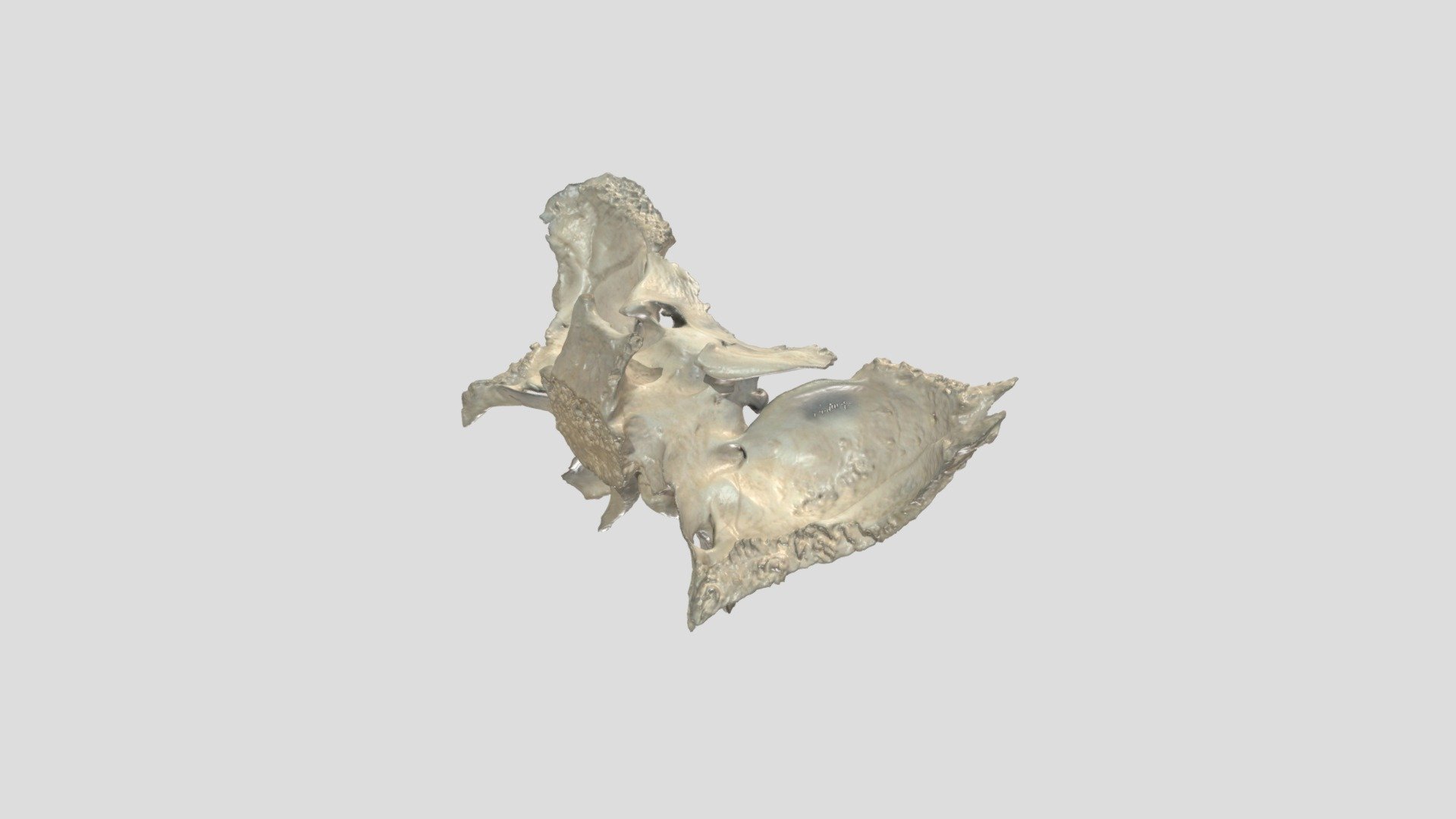 Os Sphenoidale Anatomie Rostock - 3D model by Institute of Anatomy