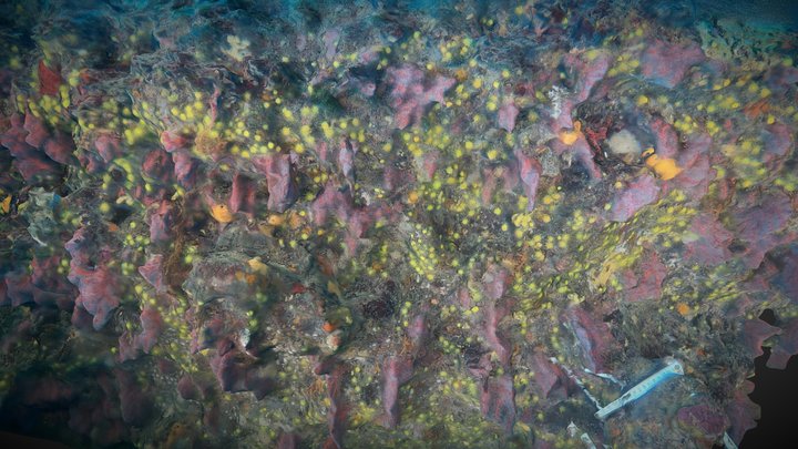 Monitoring a red coral wall step-1 (April 2022) 3D Model