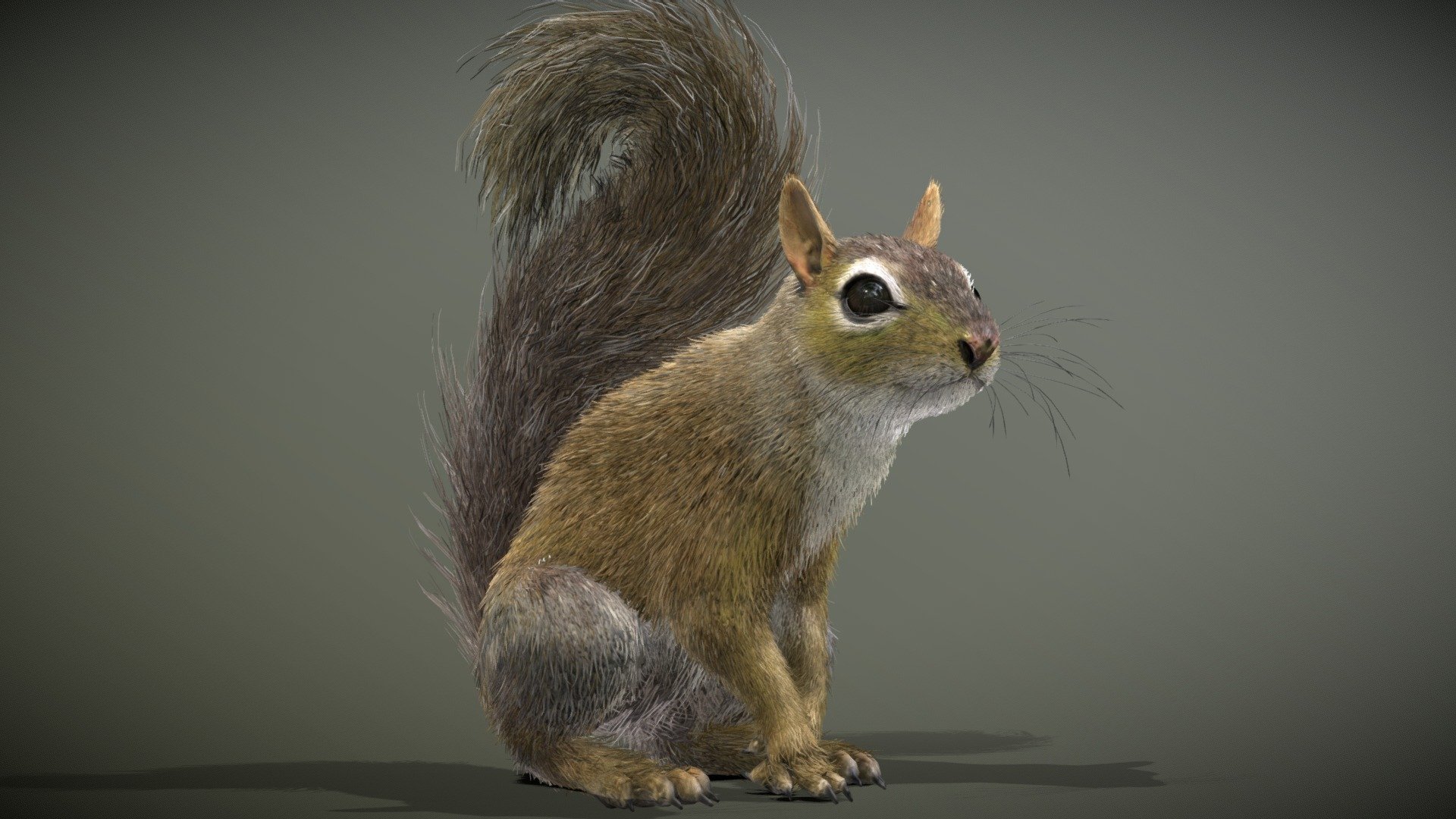 Eastern Grey Squirrel - 3D model by Nestaeric [b2a00c0] - Sketchfab