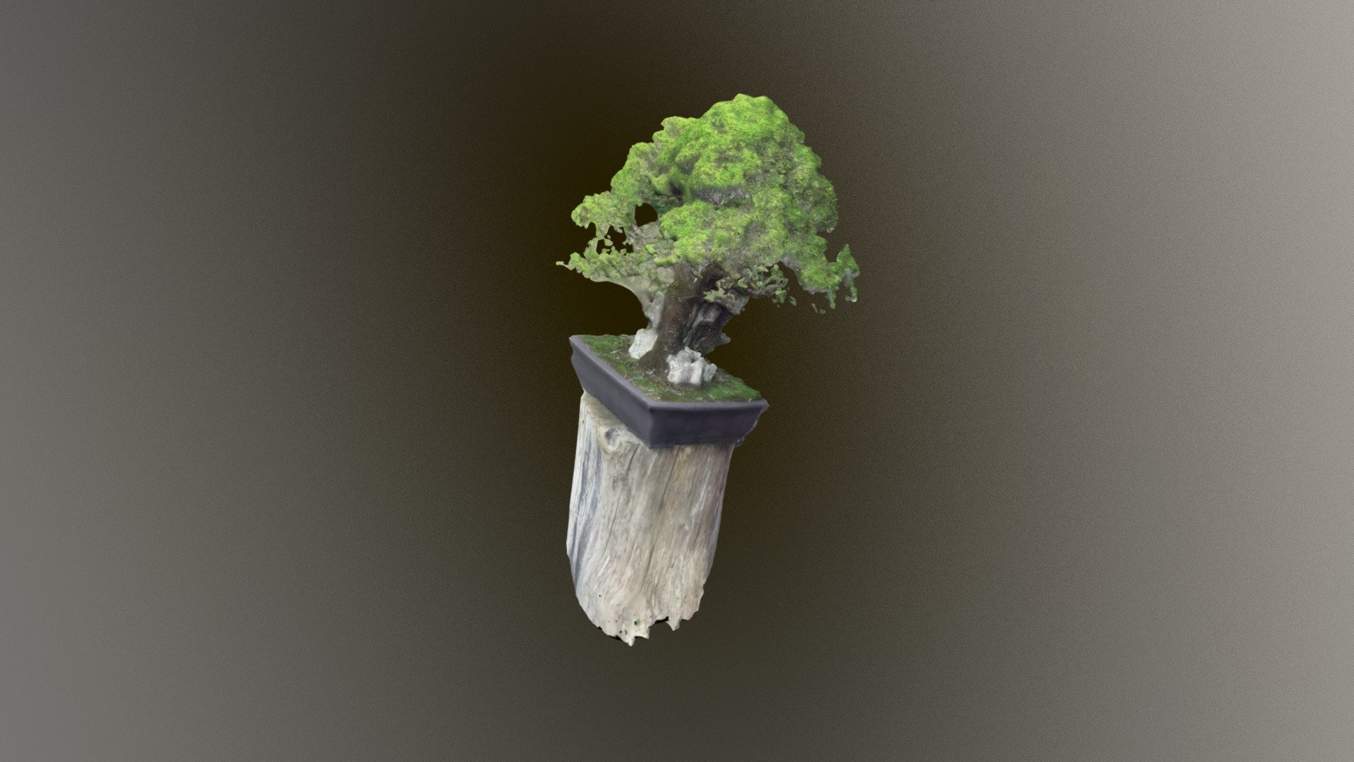 Bonsai tree (Wisley Gardens)