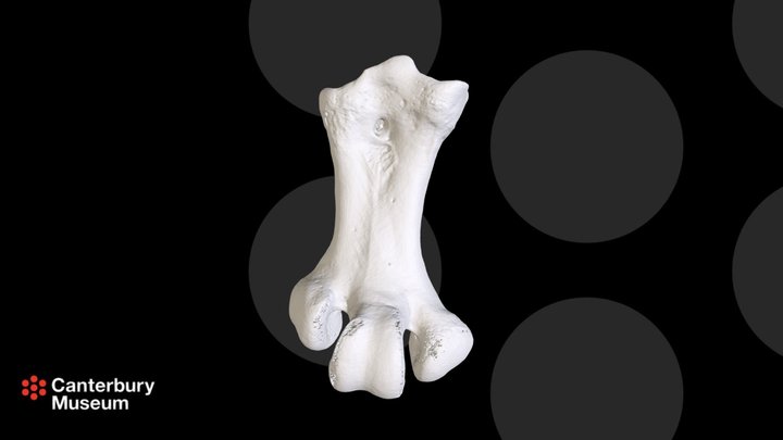 Heavy-footed Moa Right tarsometatarsus - copy 3D Model