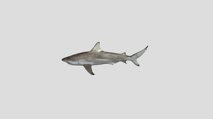 Shark 3D Model
