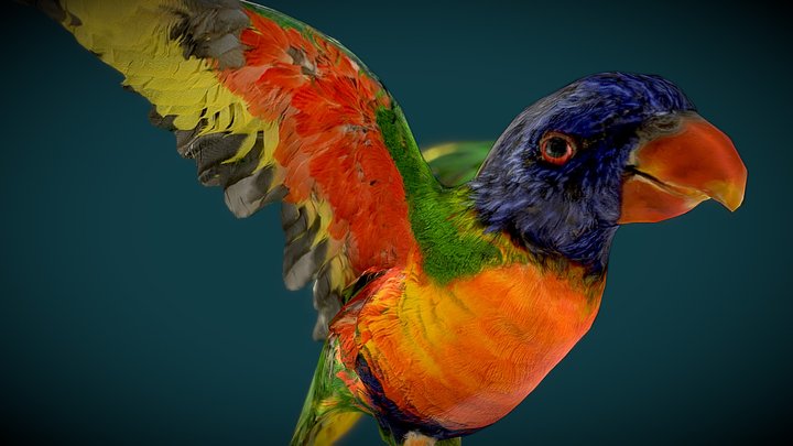 Parakeet 3D models - Sketchfab