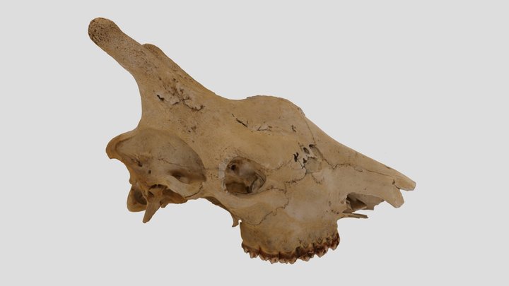 UWYMV:Mamm:6560, Giraffa camelopardalis, Crania – Kostenloses 3D-Modell STL