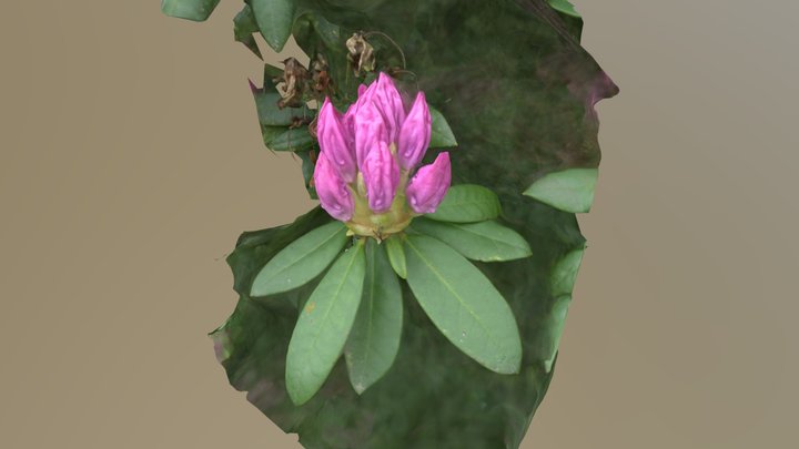 Rhododendron buds 3D Model