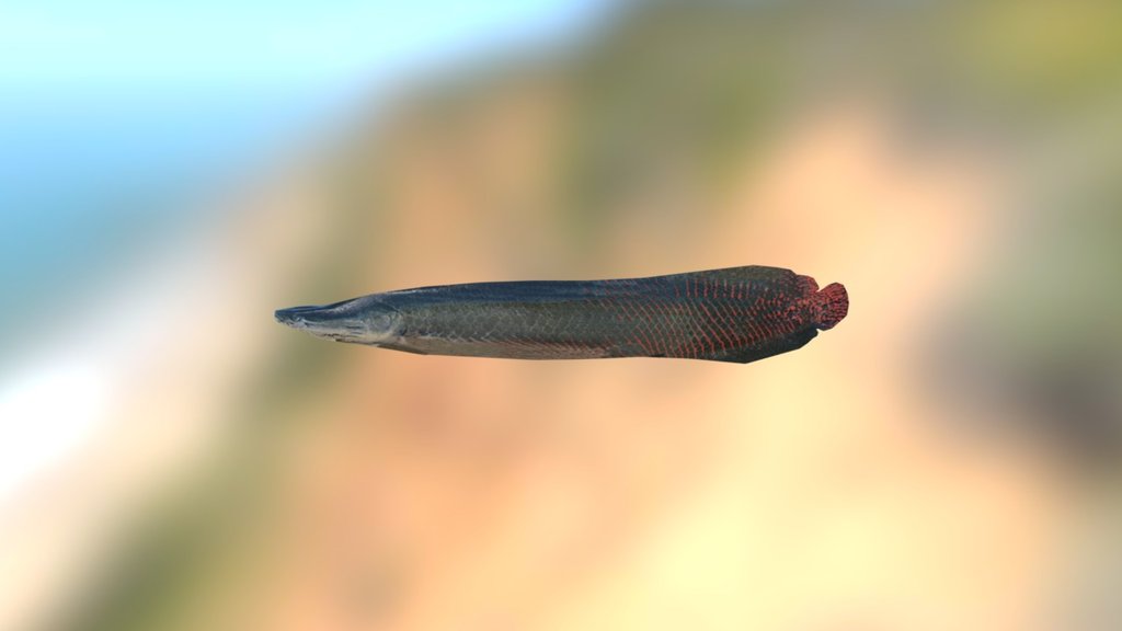 Pirarocu