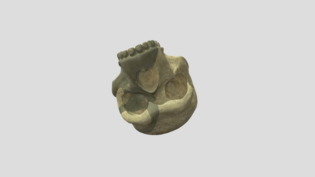 Steinheim-1 - Skull