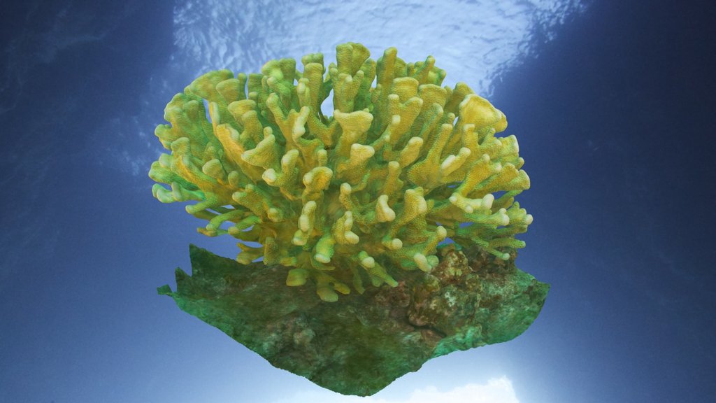 Pocillopora eydouxi