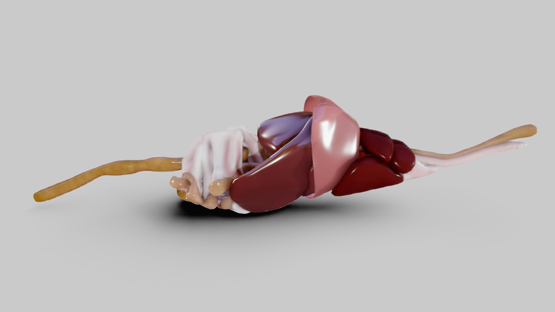 3D model Rat, Intestines - This is a 3D model of the Rat, Intestines. The 3D model is about a pink and white toy.