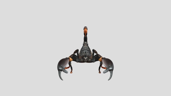 Emperor scorpion 3D Model