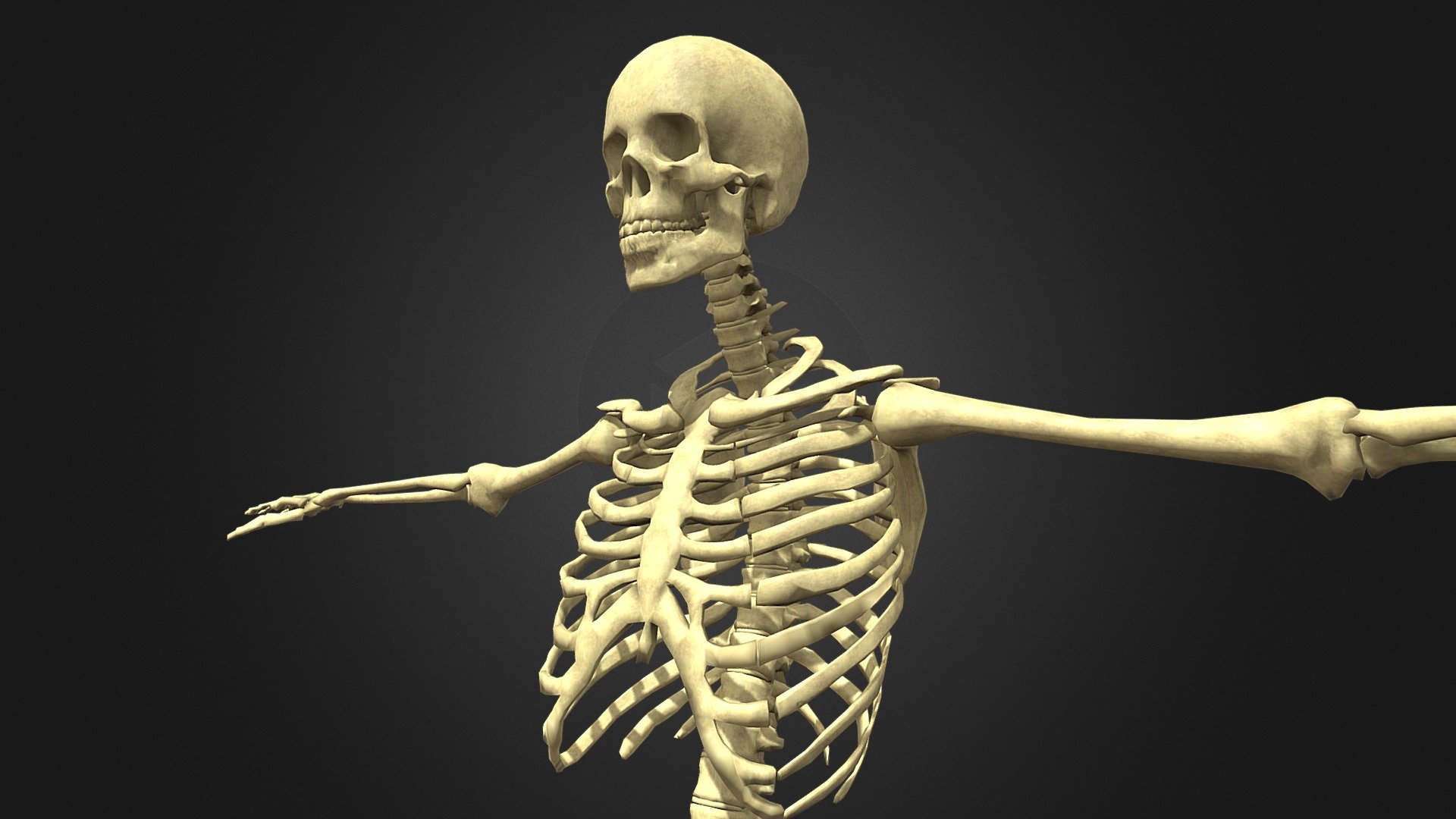 Skeleton - Human Low-poly 3D model - 3D model by InApp (@InAppInc ...
