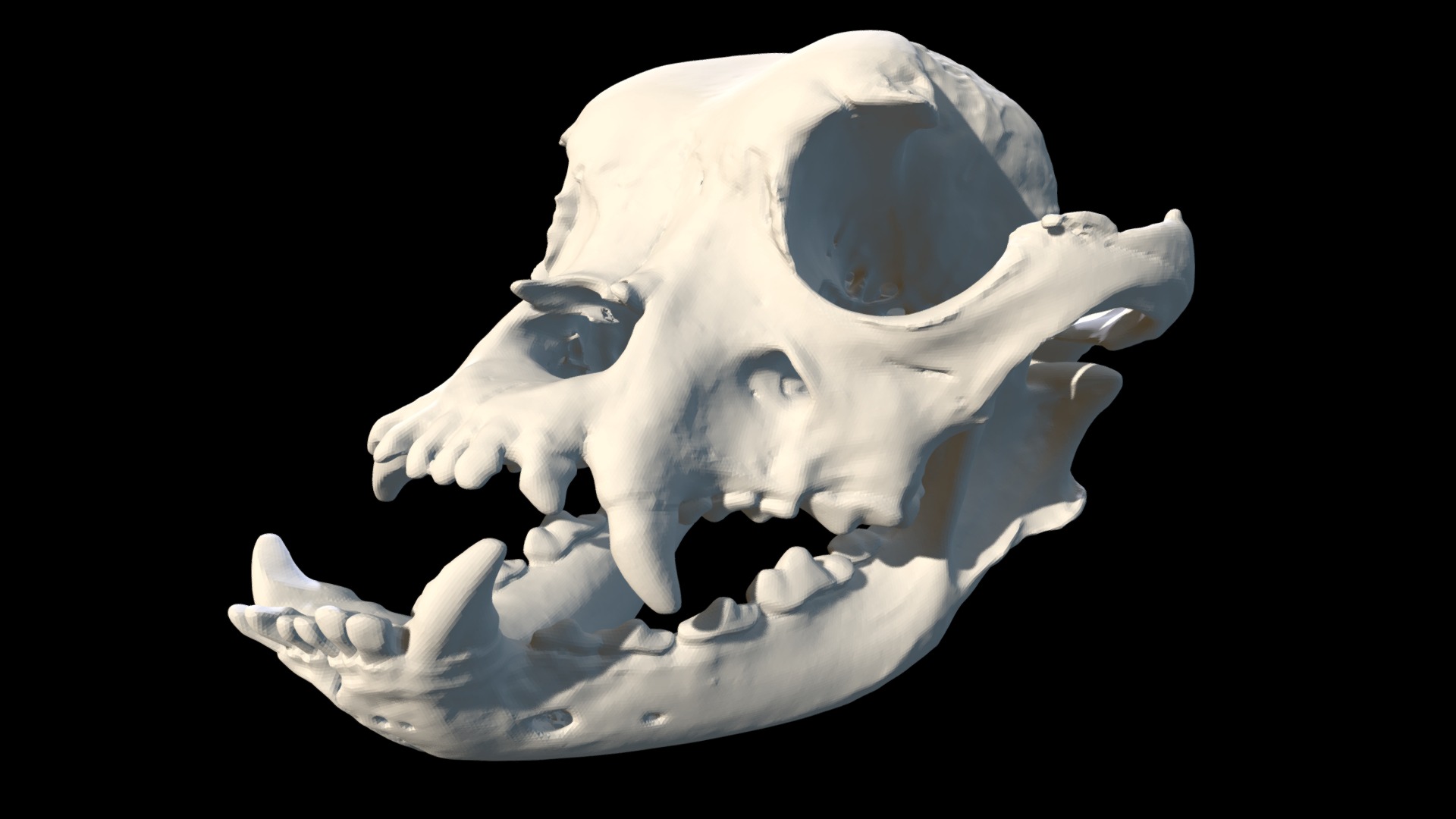 3D model Bulldog Skull Lower Poly Version - This is a 3D model of the Bulldog Skull Lower Poly Version. The 3D model is about a white skull with a black background.