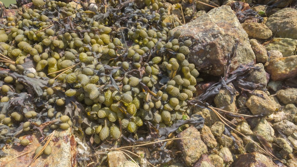 Fucus spiralis FREE