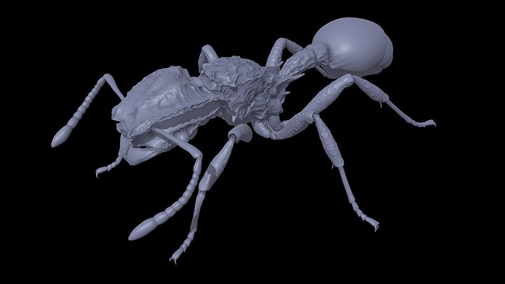 Blepharidatta_conops – Kostenloses 3D-Modell STL