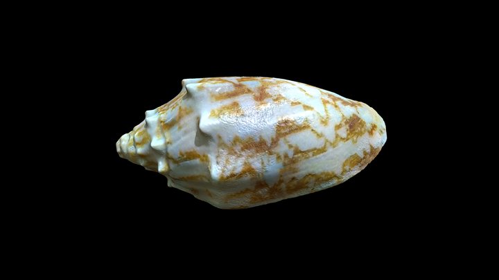 Volute 3D models - Sketchfab