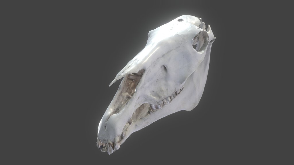 Lebka koně - Horse skull