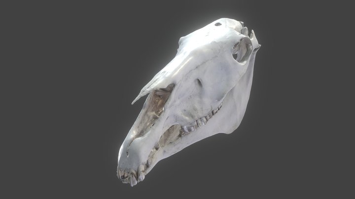 Lebka koně - Horse skull
