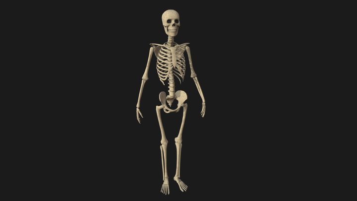 Low poly skeleton 3D Model