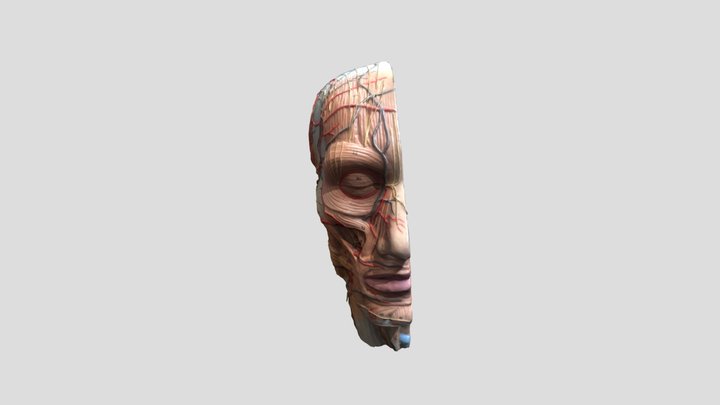 Head Anatomy Swallowing Model 3D Model