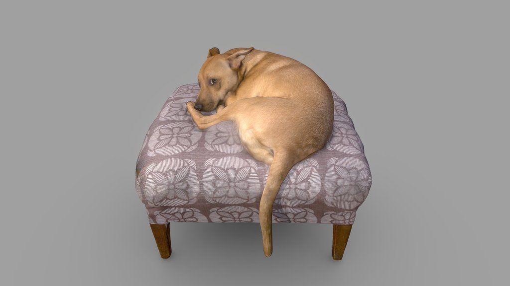 Lucy Dog Color 3D Scan