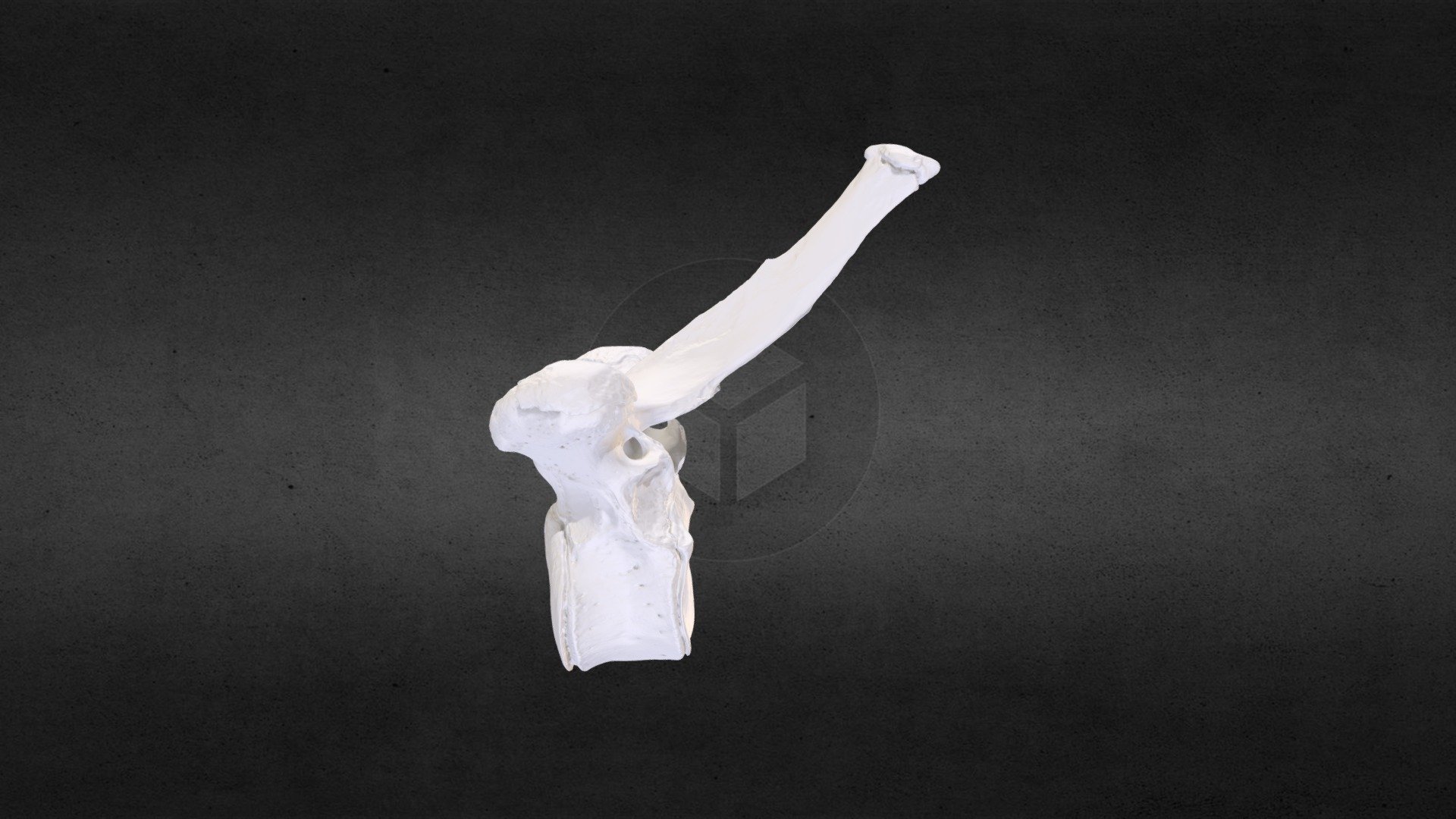 Loxodanta africana (elephant) Thoracic Vert 11