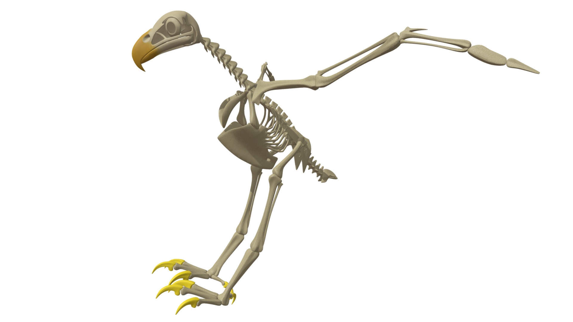 3D model Bald Eagle Skeleton - This is a 3D model of the Bald Eagle Skeleton. The 3D model is about a toy dinosaur with a long neck.