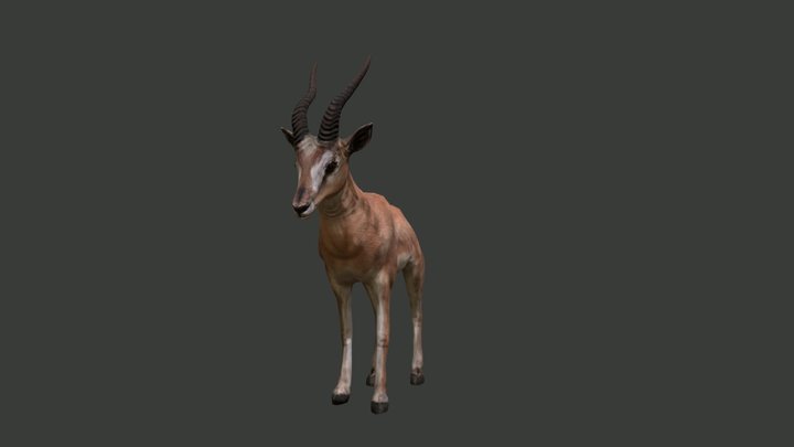 Gazella 3D Model