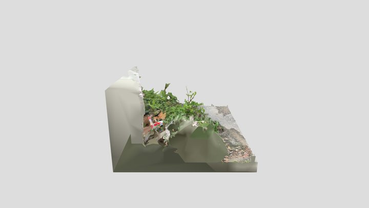 Pissenlit 3D Model
