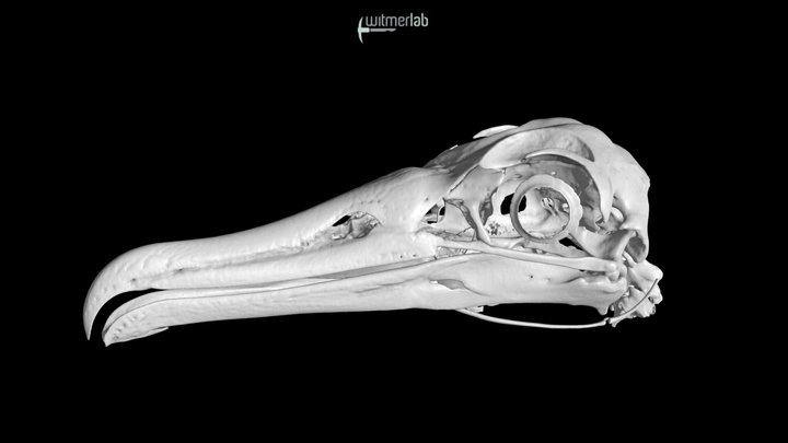 Black-footed albatross skull (OUVC 10905) – Modello 3D gratuito STL