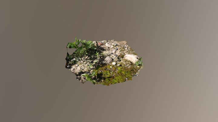Ant nest Photogrammetry Test01 3D Model