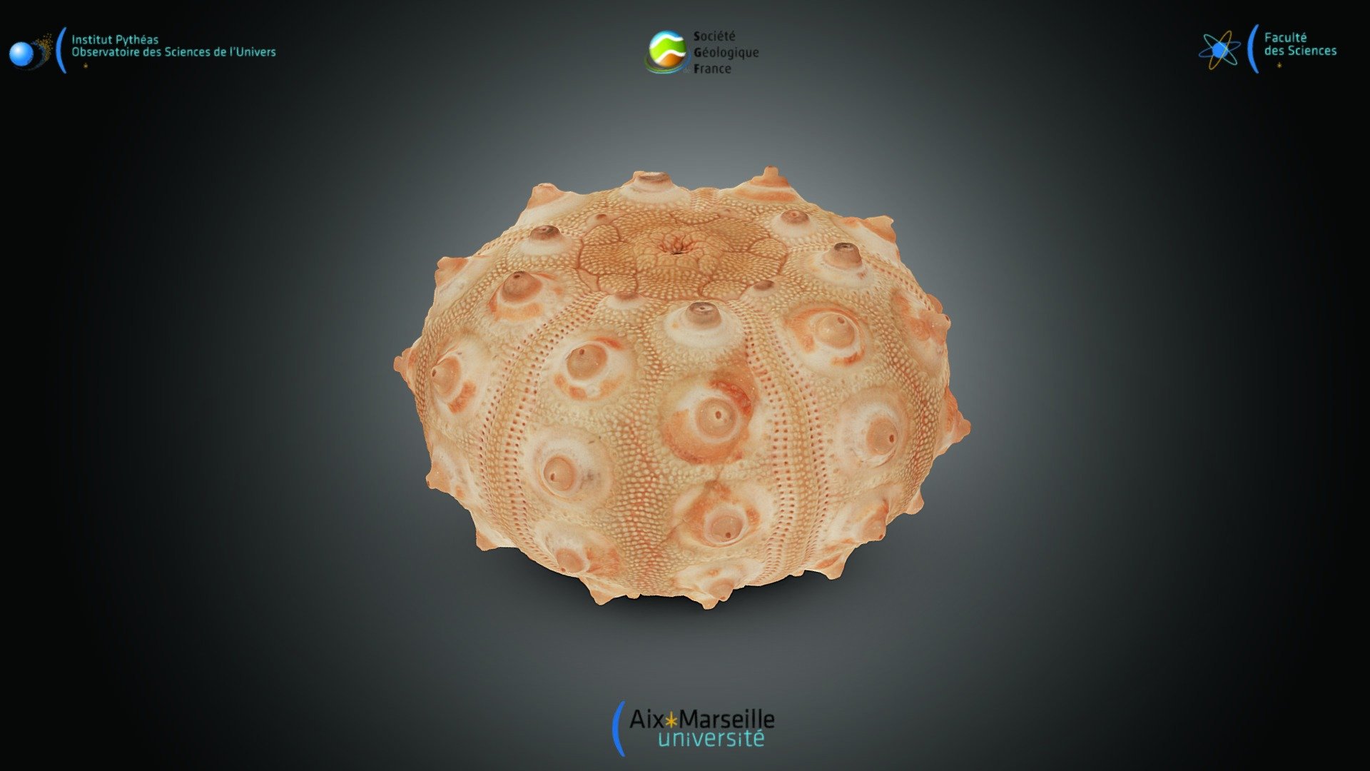 Echinoïde - Phyllacanthus imperialis