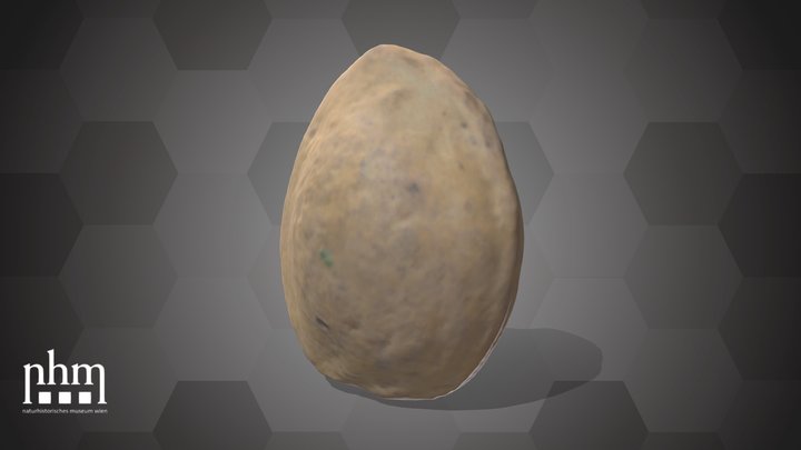 Apricot Seed (NHMW-AFW-DING-0046-064) – Modello 3D gratuito STL