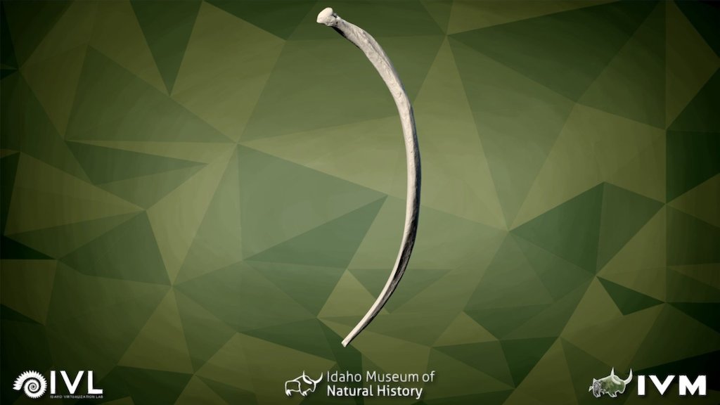 IMNH-65003-23314-Left Rib-14