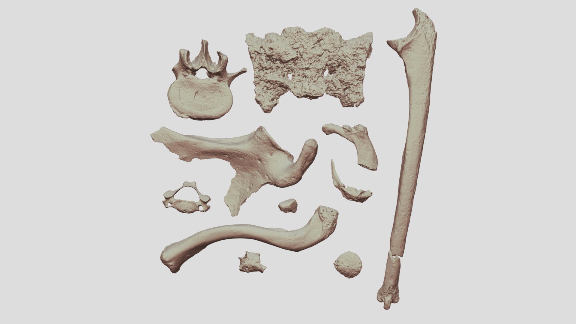 Fig 3. Bone Jumble 3D model by r.j.gilmour [b2dfe8f] Sketchfab