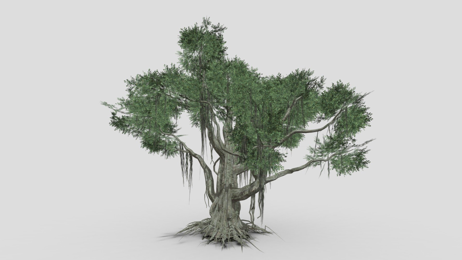 Chinese Banyan Tree-S2 - Buy Royalty Free 3D model by ASMA3D [b2e13d2 ...