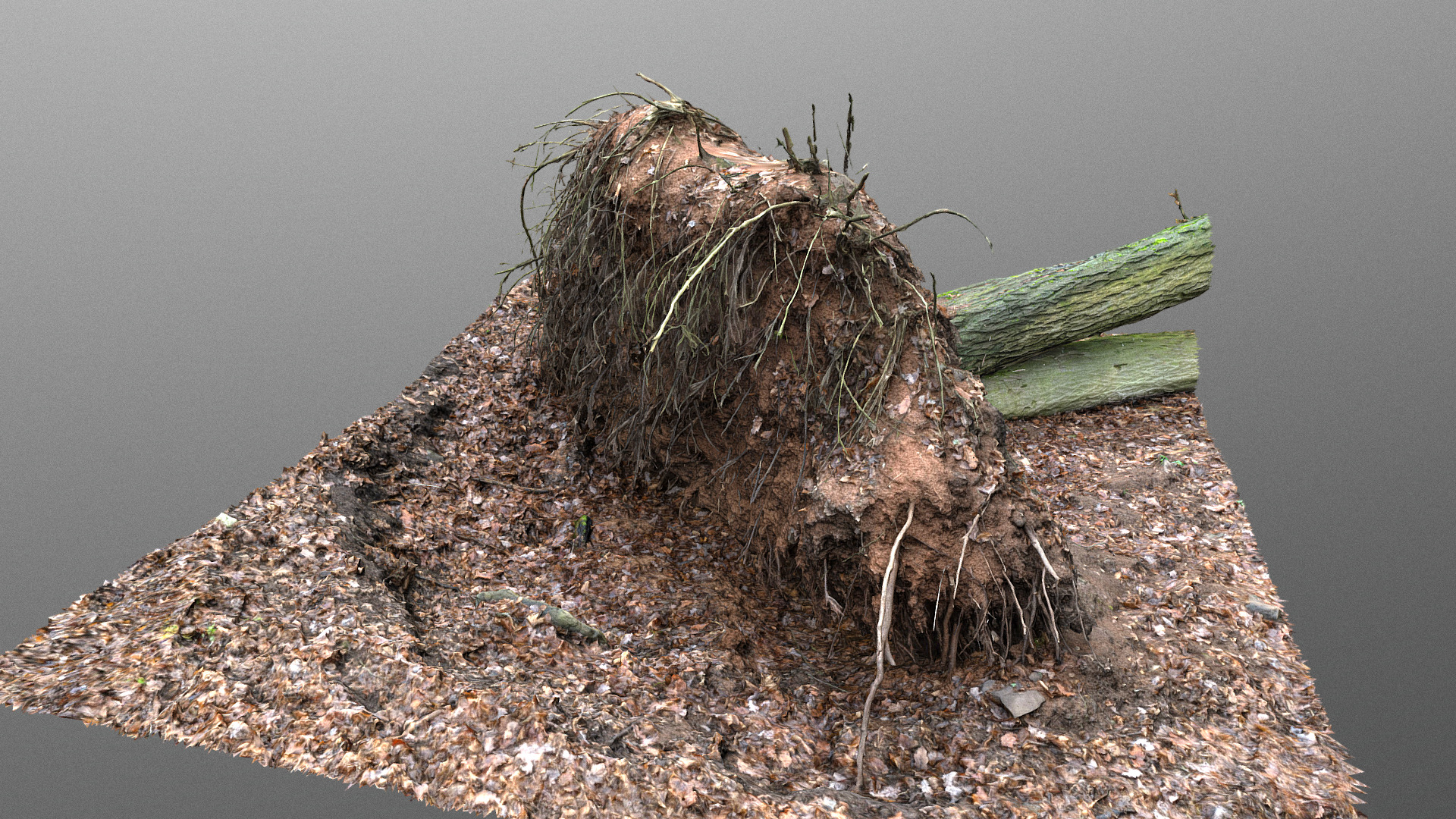 3D model Uprooted fallen tree in forest II - This is a 3D model of the Uprooted fallen tree in forest II. The 3D model is about a cactus in the dirt.