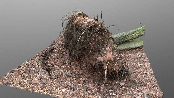 Uprooted fallen tree in forest II 3D Model