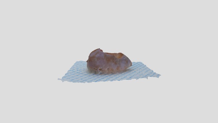 Broken Cowrie Shell