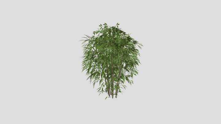 Bamboo 3D Model