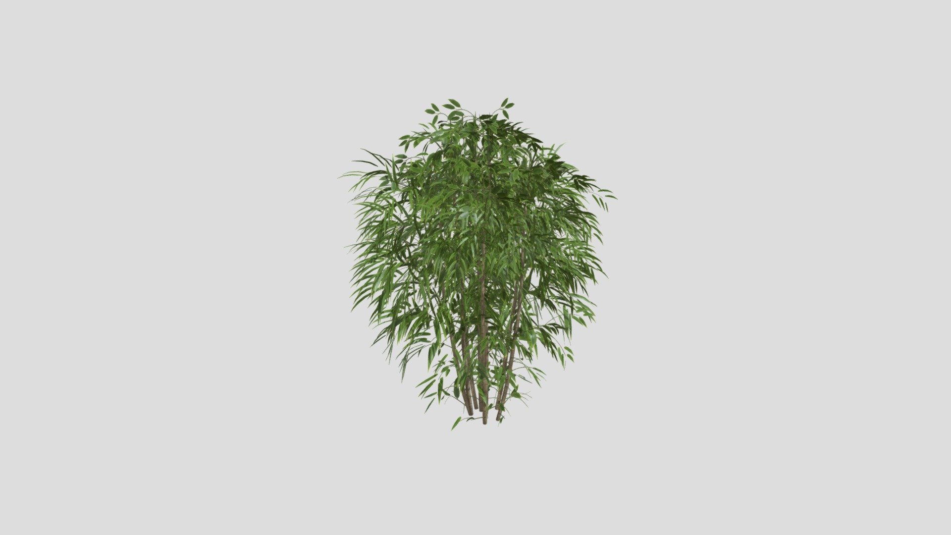 Bamboo