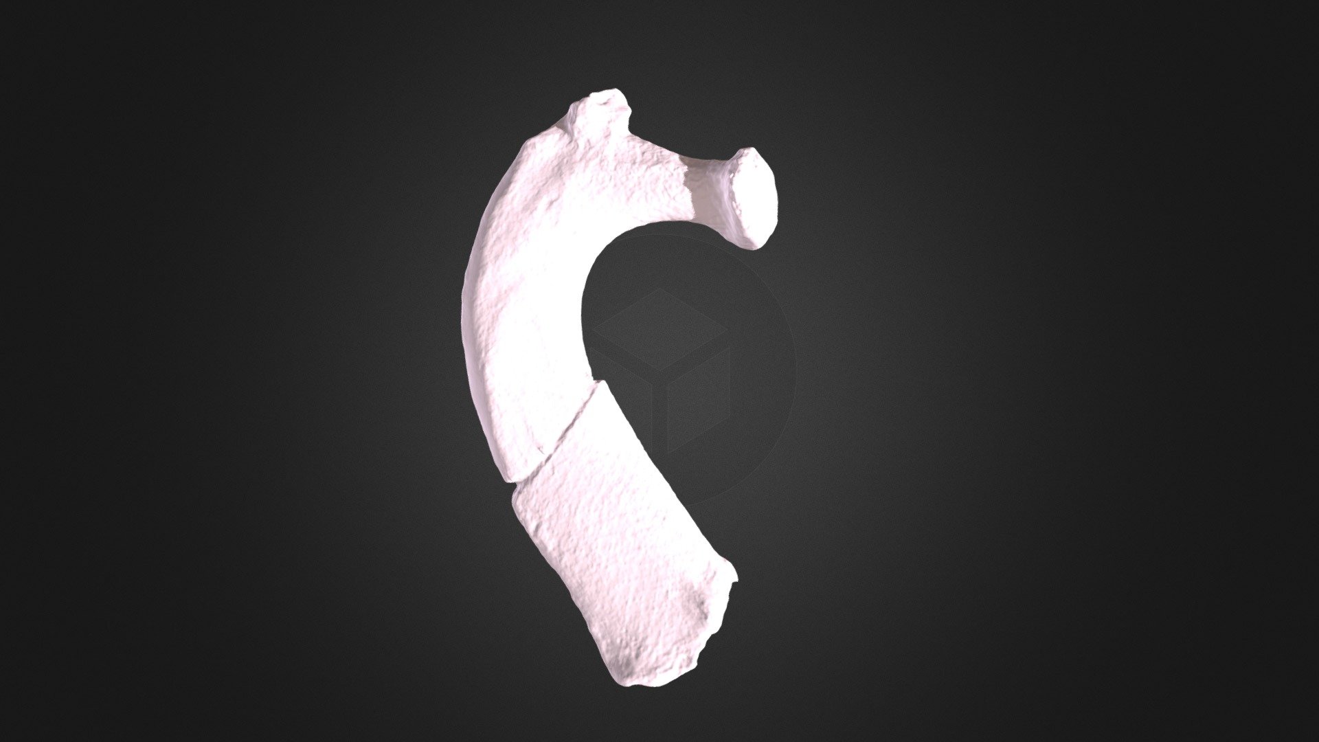 Pongo pygmaeus, right rib 1