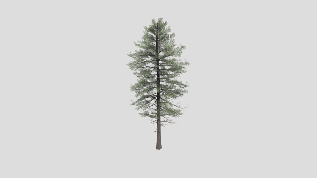 Tree Pinesiberian A1