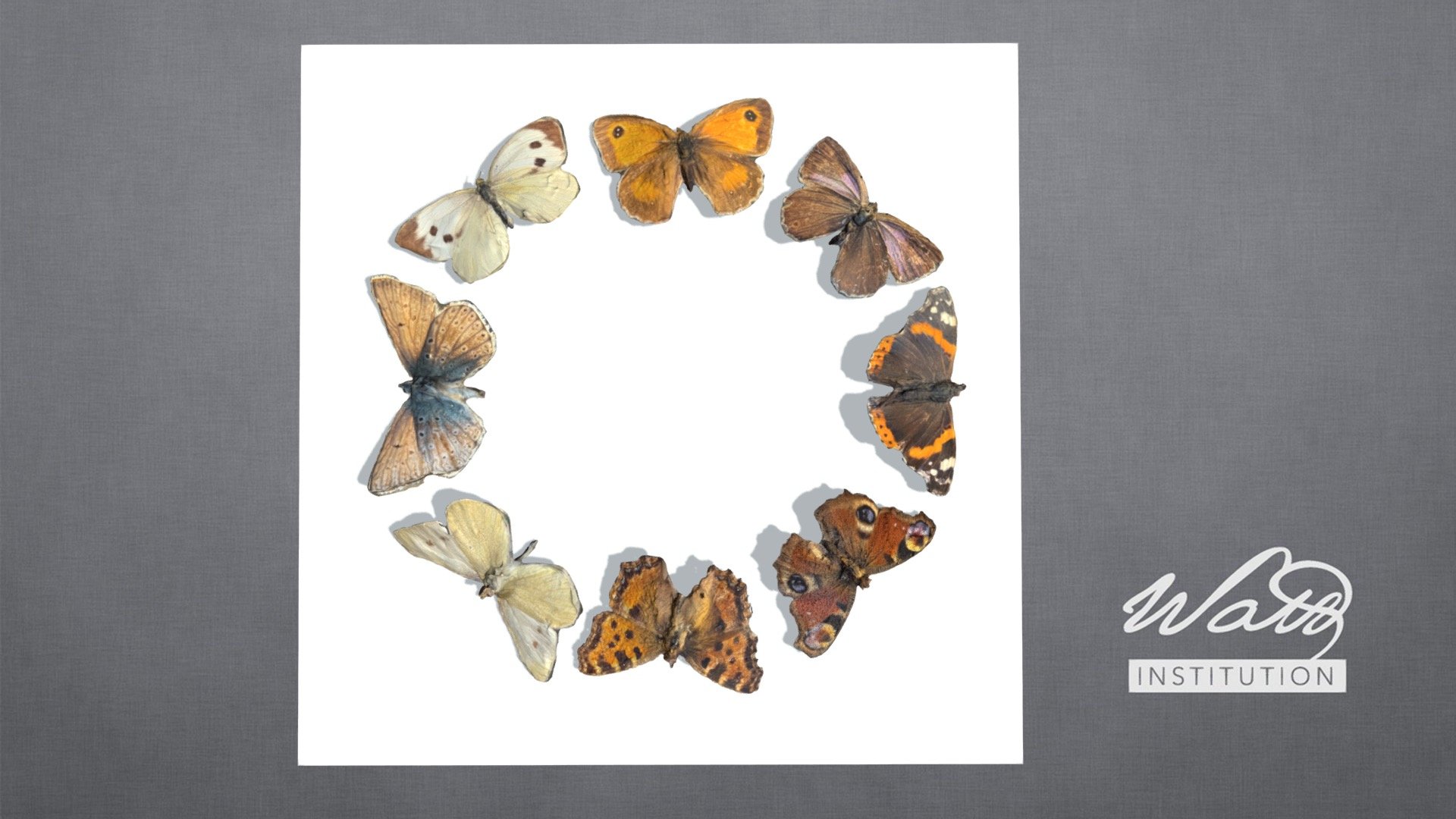 british-butterflies-download-free-3d-model-by-the-watt-institution