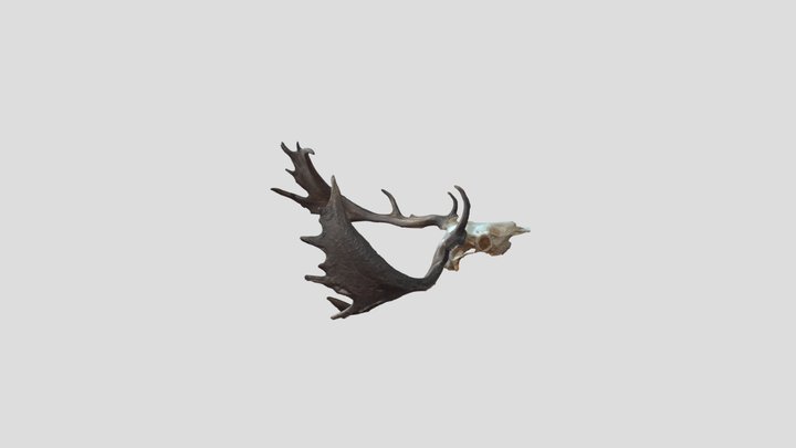 fallow deer skull 3D Model