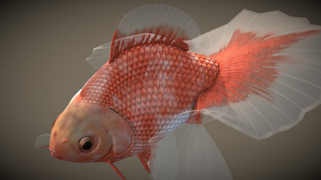 Tosakin goldfish