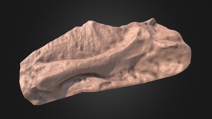 Baby Parasaurolophus Humerus