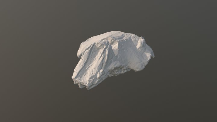 Fossil Odontocete 3D Model