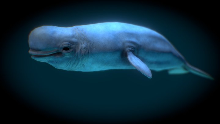Beluga (Delphinapterus leucas) 3D Model