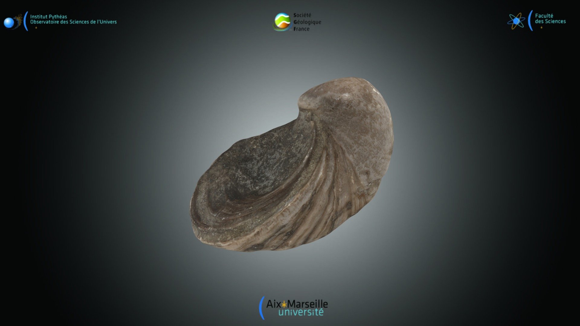 Bivalve - Liogryphea sp.