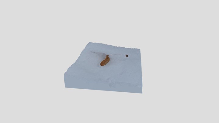 Linden seed 3D Model
